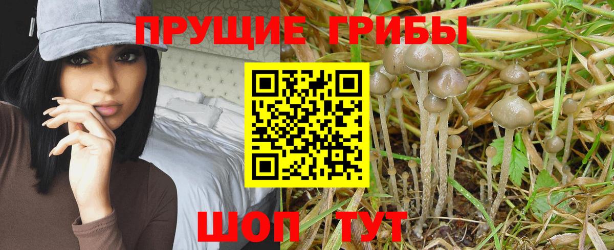 Псилоцибиновые грибы MAGIC MUSHROOMS Кубинка